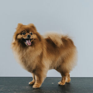 Szpic Miniaturowy: Bezpieczny Grooming Komercyjny