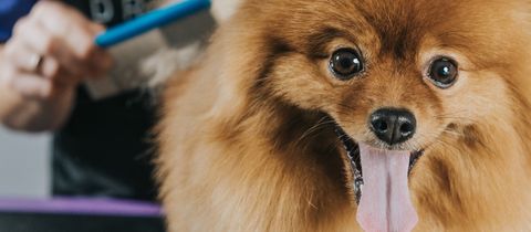 Szpic na „Boo”? Dlaczego mówimy „NIE”