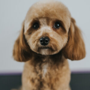 Maltipoo Natural Look - Strzyżenie w 5 krokach