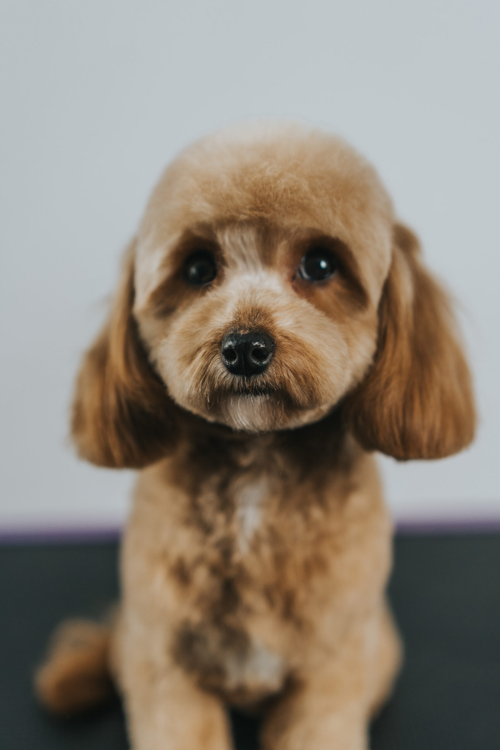 Maltipoo Natural Look – Strzyżenie w 5 krokach