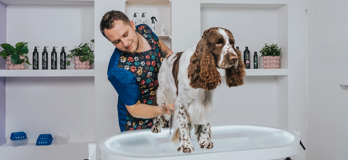 Grooming psa, strzyżenie springer cocker spaniela