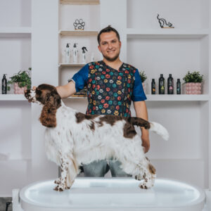 Springer Spaniel Angielski: Trymowanie i Grooming Wzorcowy